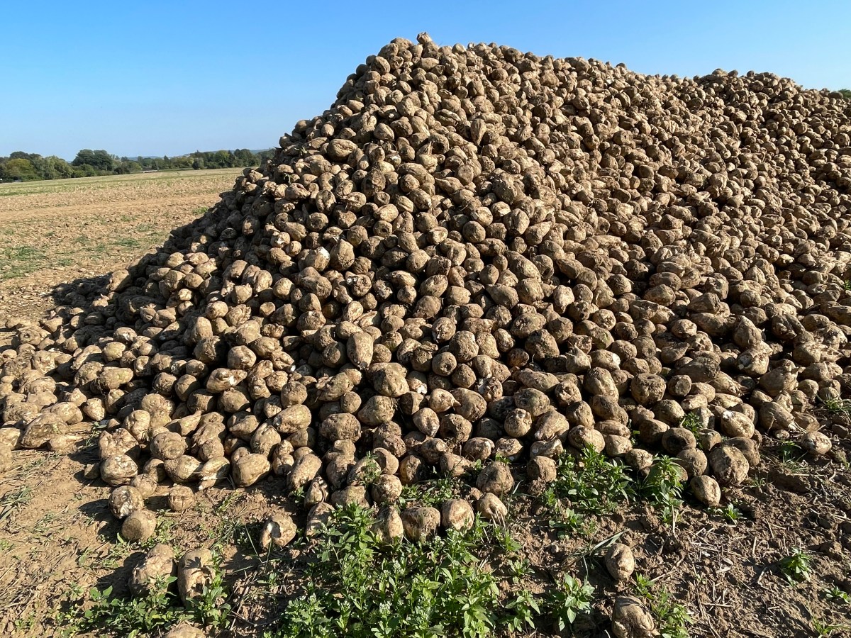 Harvesting Sugar Beets