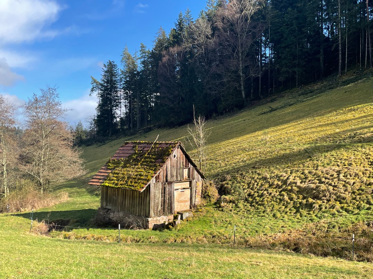 Driving through the Black&nbsp;Forest
